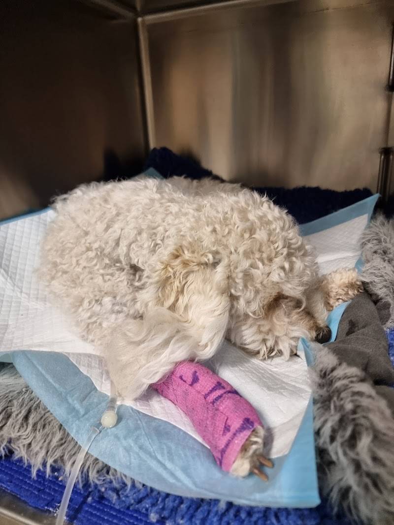 Fur Life Vet Horsham