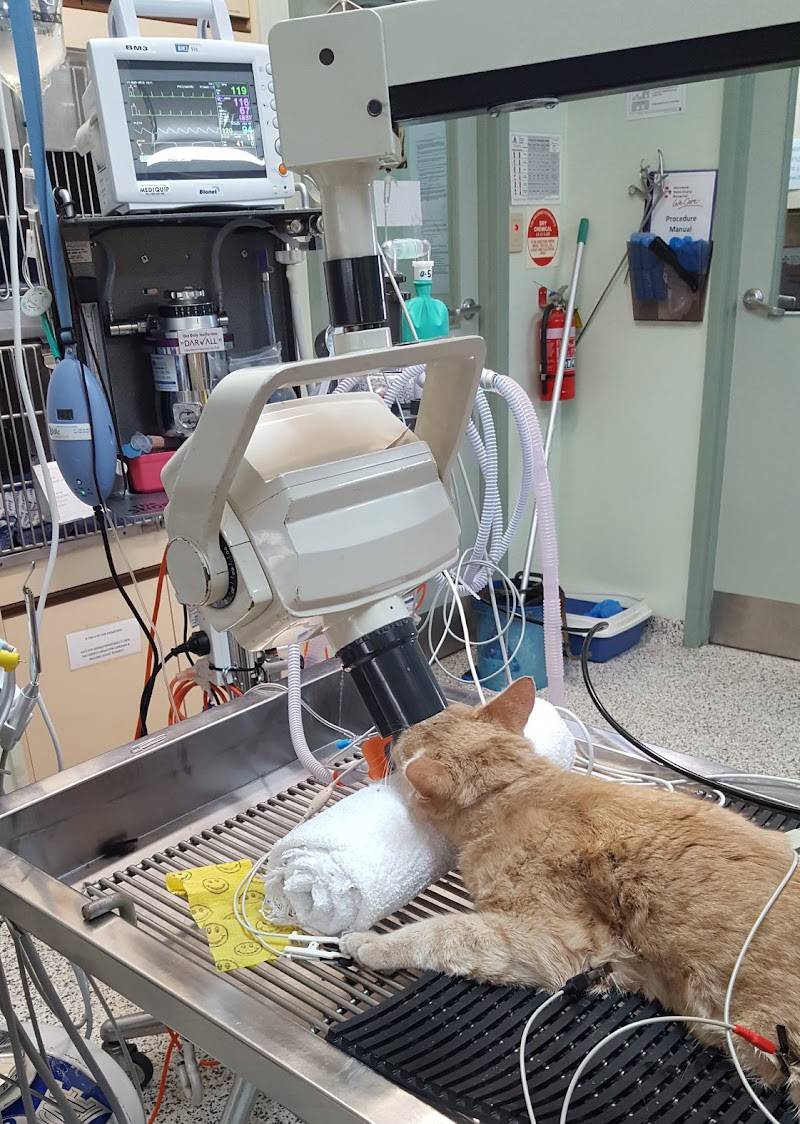 Fur Life Vet Horsham