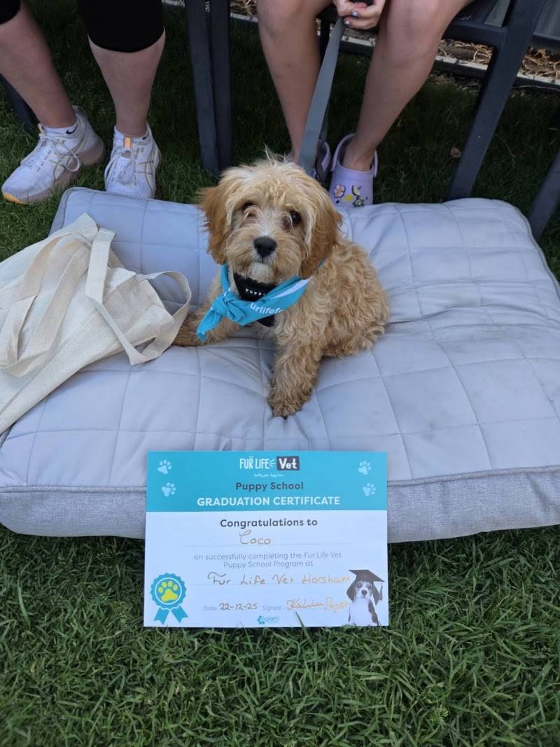 Fur Life Vet Horsham