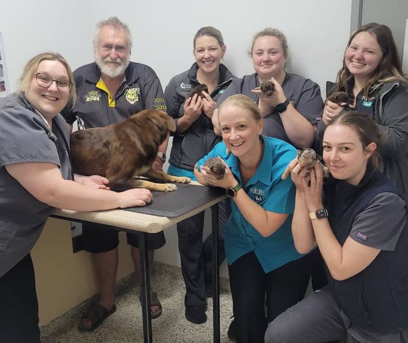 Fur Life Vet Horsham